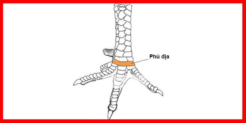 Cách xem chân đá gà cựa sắt có vảy phủ địa Cách xem chân đá gà cựa sắt có vảy phủ địa